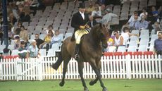 MAIN-KingsWarrior128.jpg