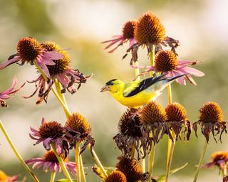 Goldfinch resting on coneflower seed heads