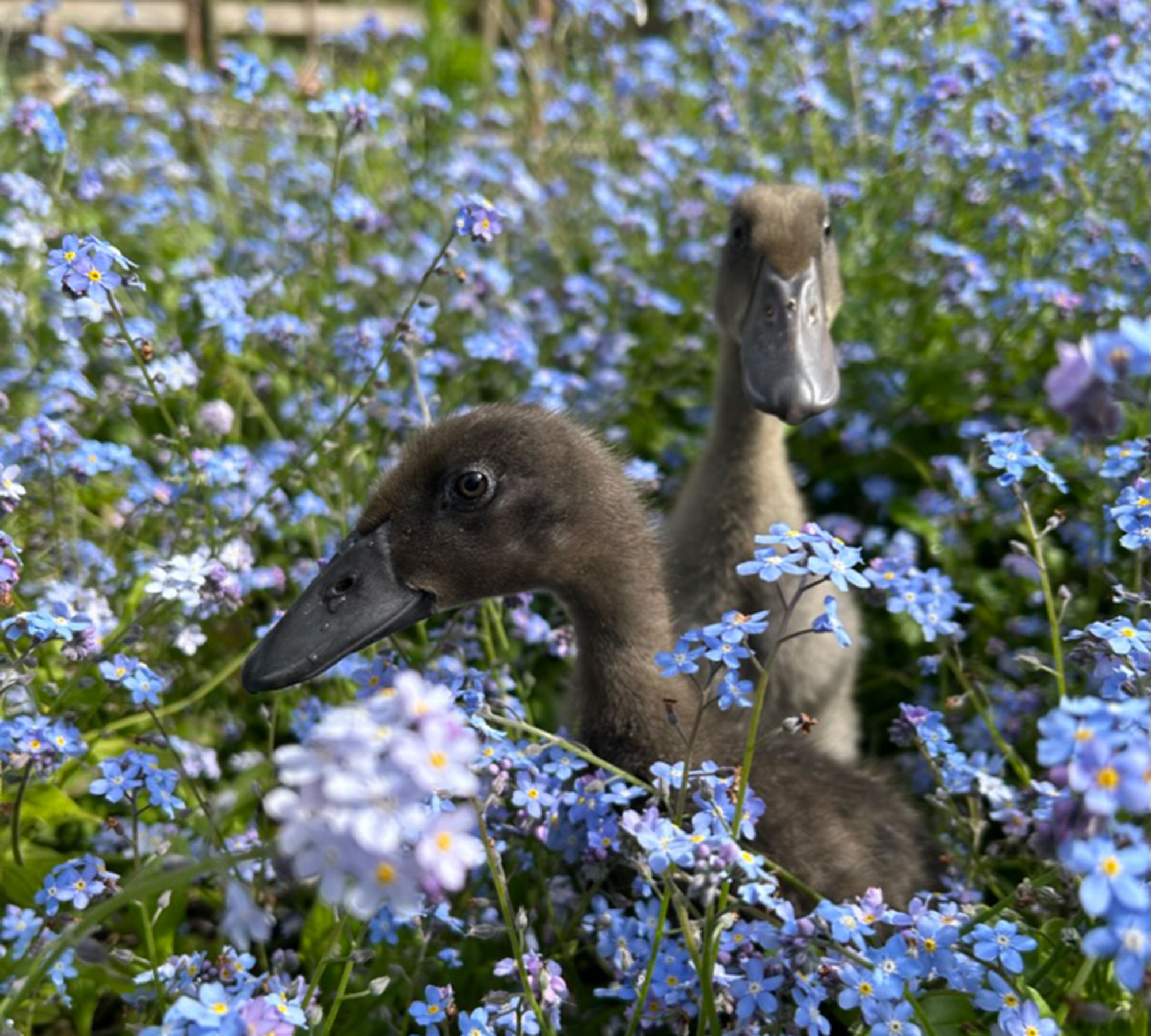 Two ducklings in amongst blue flowers and grass