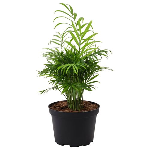Parlor Palm 