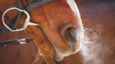 Social licence: horse world urged to be on the &lsquo;front foot&rsquo;