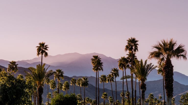 A photo of palm trees and San Jacinto Mountains. admiring the beautiful greenery is one of our recommended things to do in Palm Springs