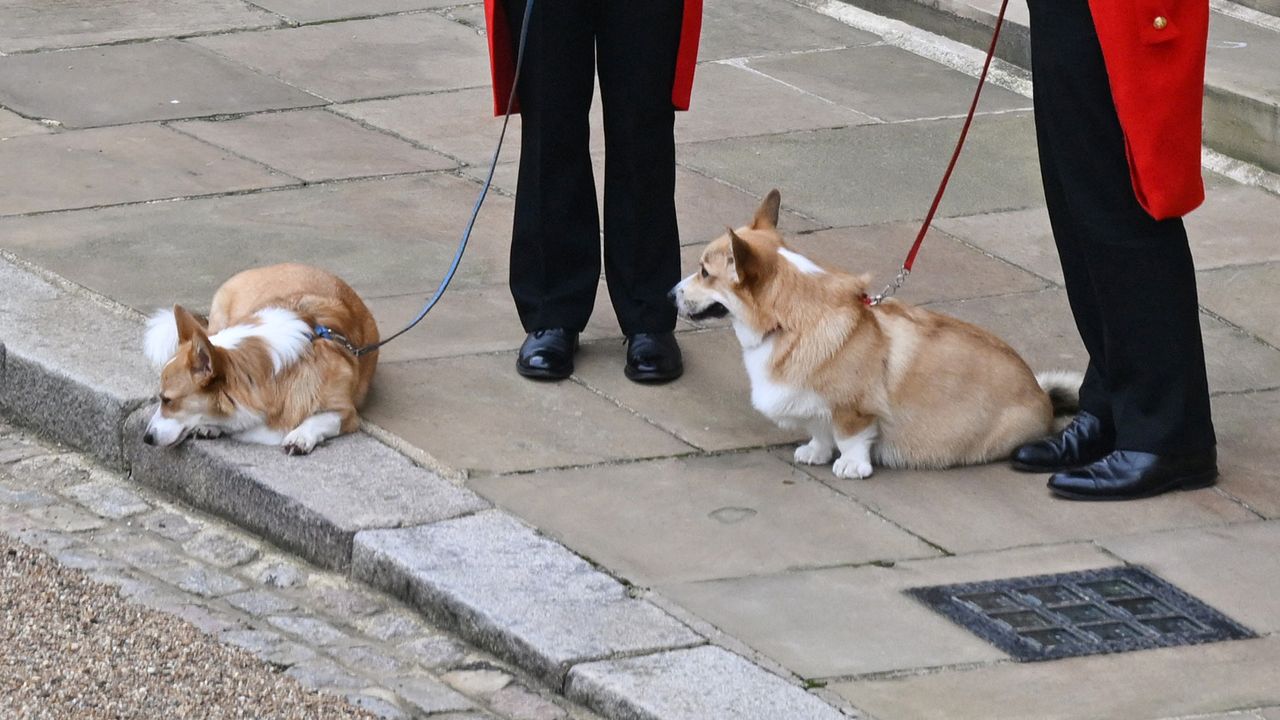 Corgis outside Windsor Castle after Queen funeral