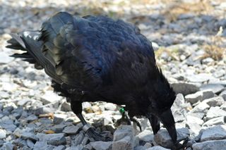 A raven uses rocks to cover its food cache.