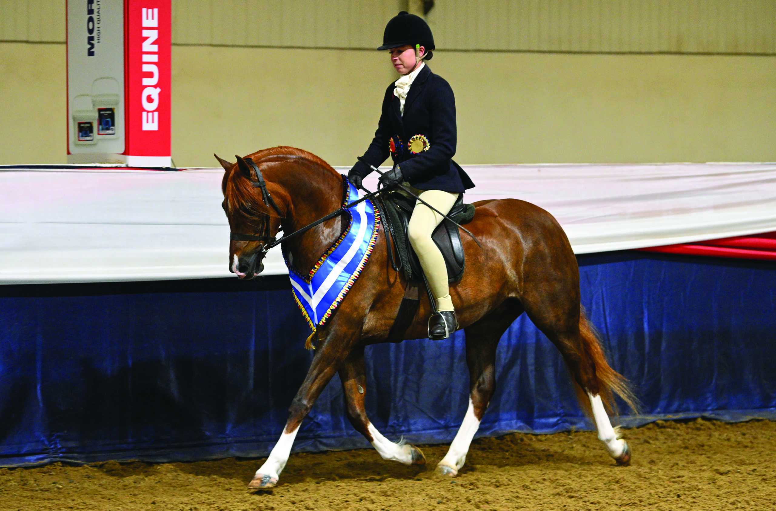 Wortley Sinderella and Lucy Glover at the 2026 Bsos Winter CHampionships