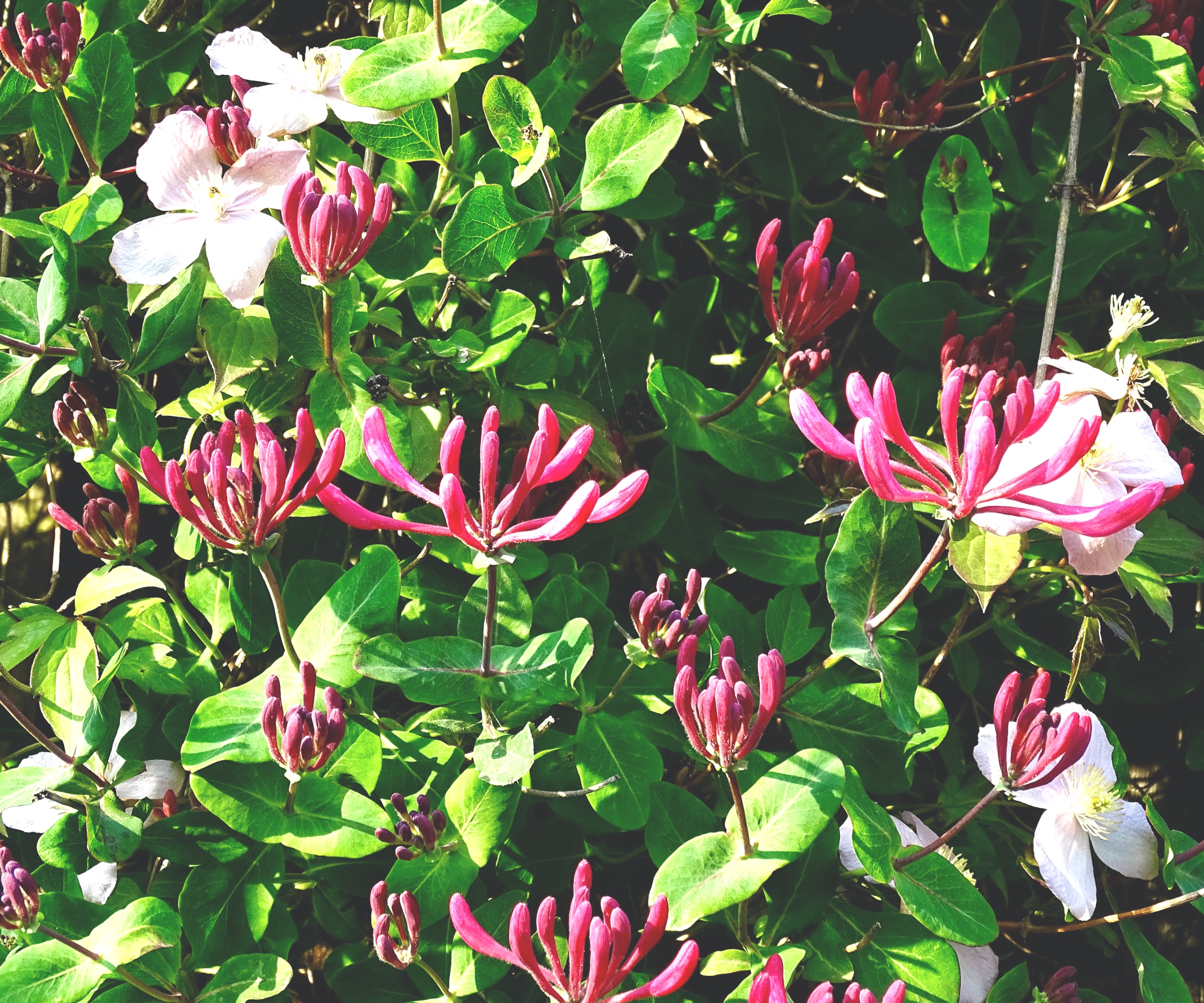 honeysuckle and clematis growing together on fence