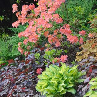 Rhododendron mollis x sinensis lachs, Heuchera 'Palace Purple', Hosta 'Gold Standard' in border