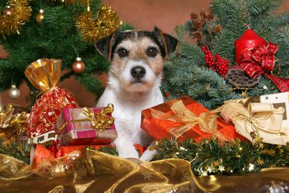 'Come on then, let's get opening them &mdash;&nbsp;I've been up since 4am!'