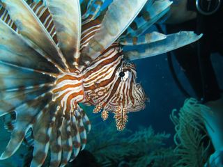 a close-up of a striking red lionfish