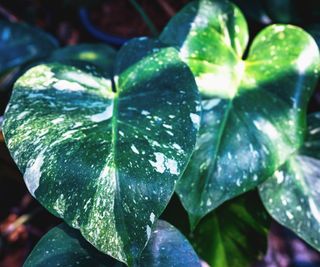 Speckled leaves of Thai Constellation monstera