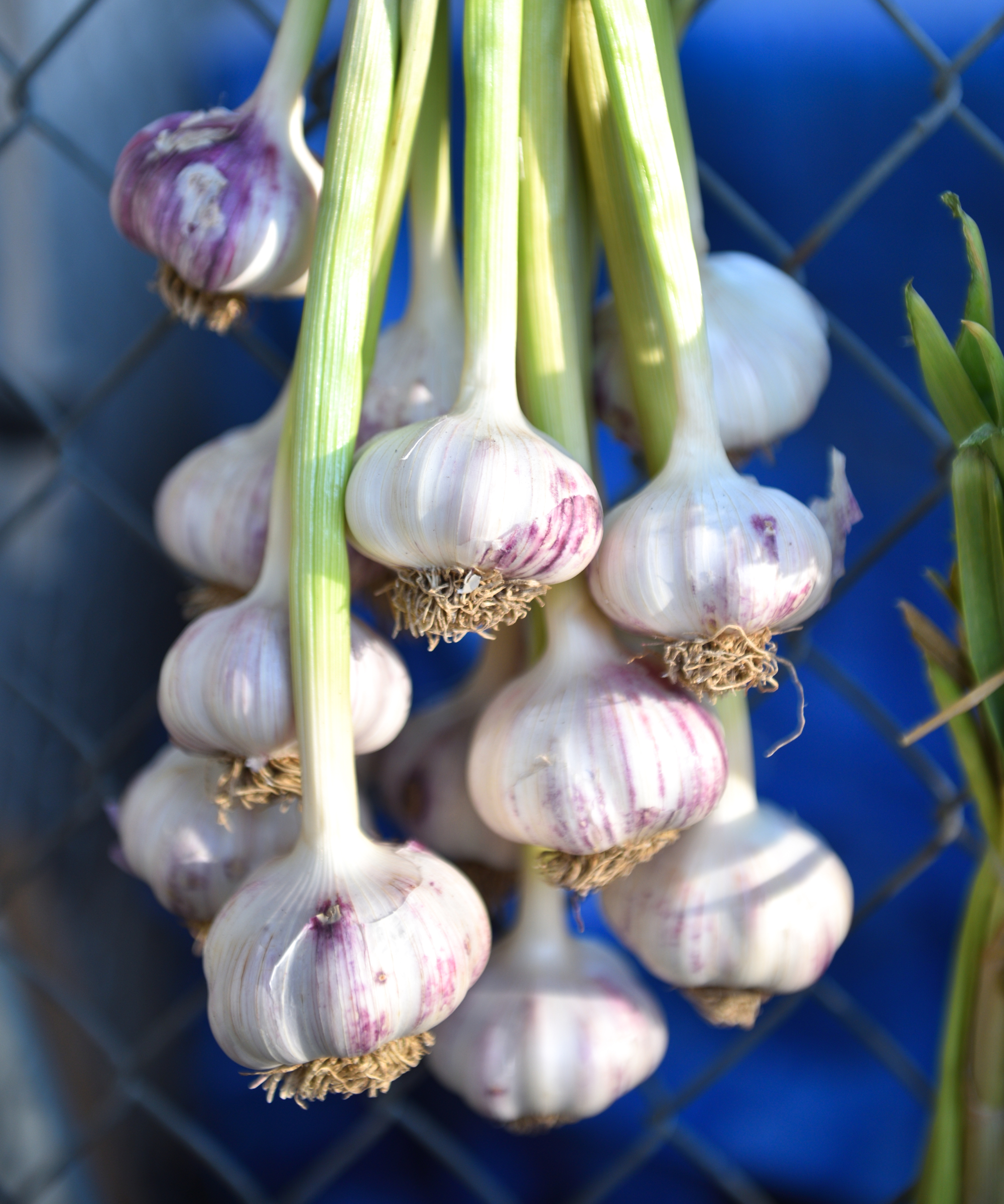 Freshly harvested garlic bunched and hung for drying process