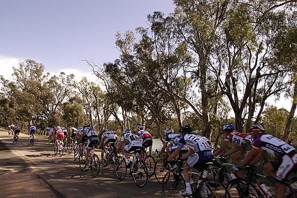 The peloton in the shade of the Murray River Gum trees in Robinvale.