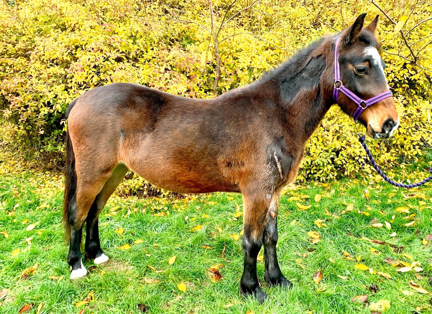 RSPCA Molly