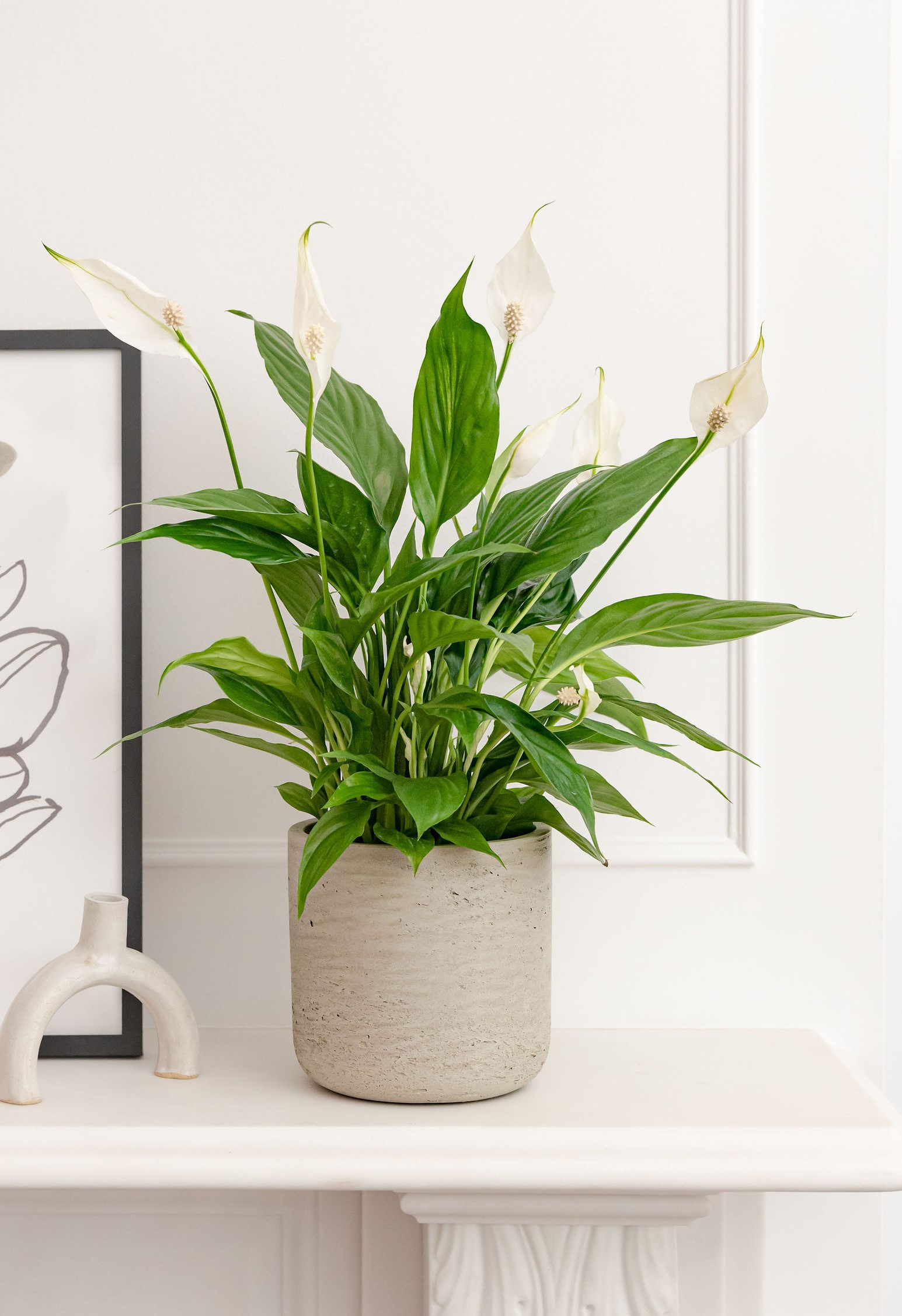 A peace lily on a shelf in a grey/neutral planter