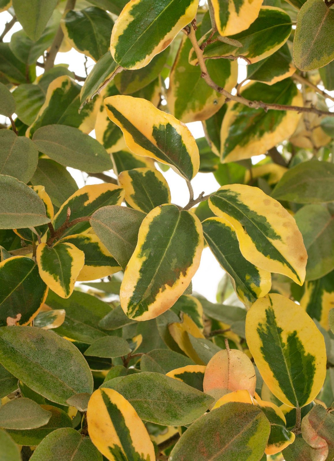 Elaeagnus