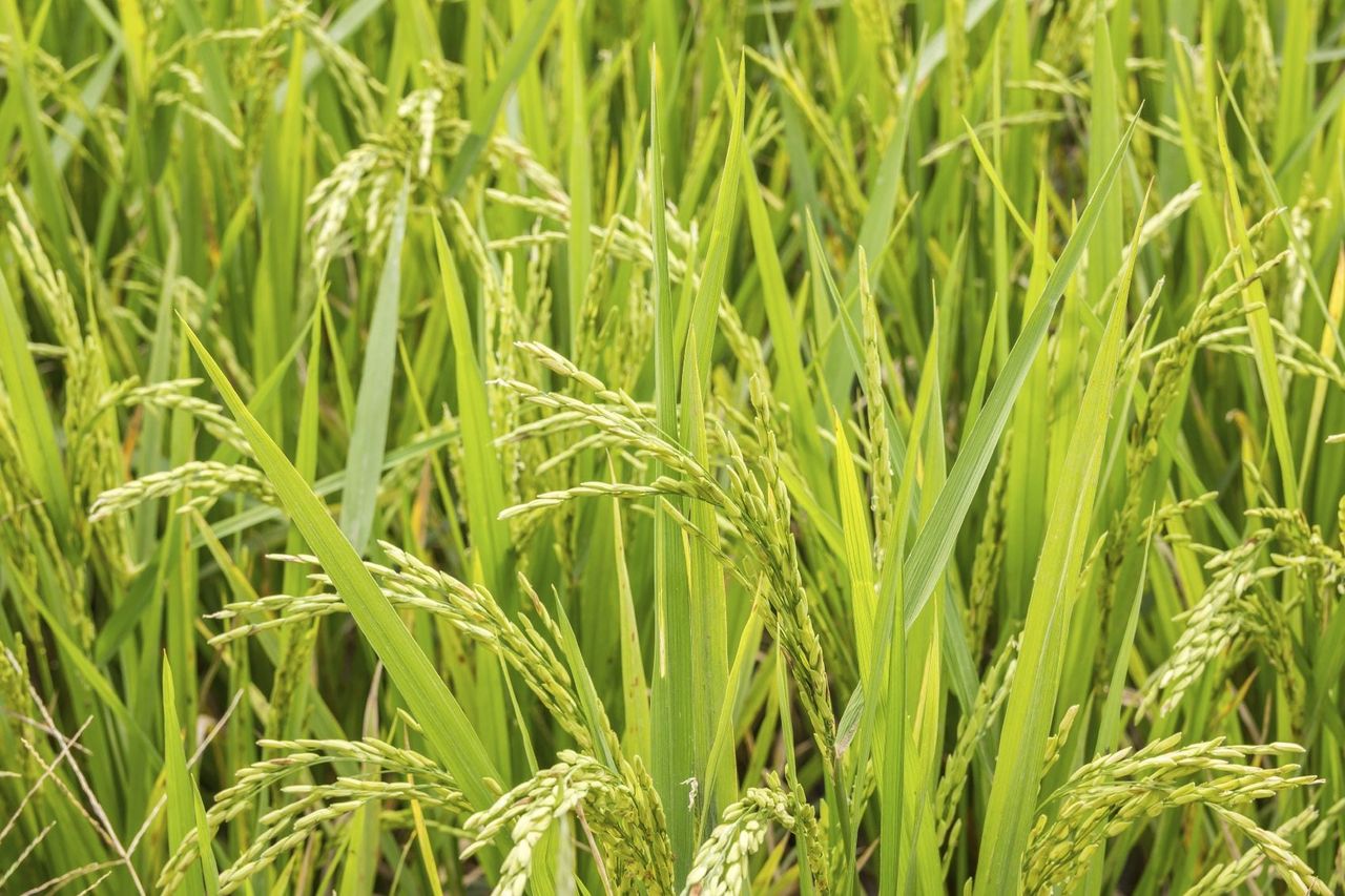 Can You Grow Your Own Rice - Tips For Planting Rice | Gardening Know How