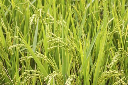Green Rice Plant