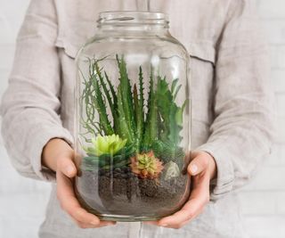 Woman holding jar with succulent plants