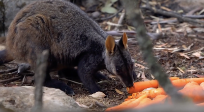 A brush-tailed rock-wallaby eats a carrot dropped into the wild.