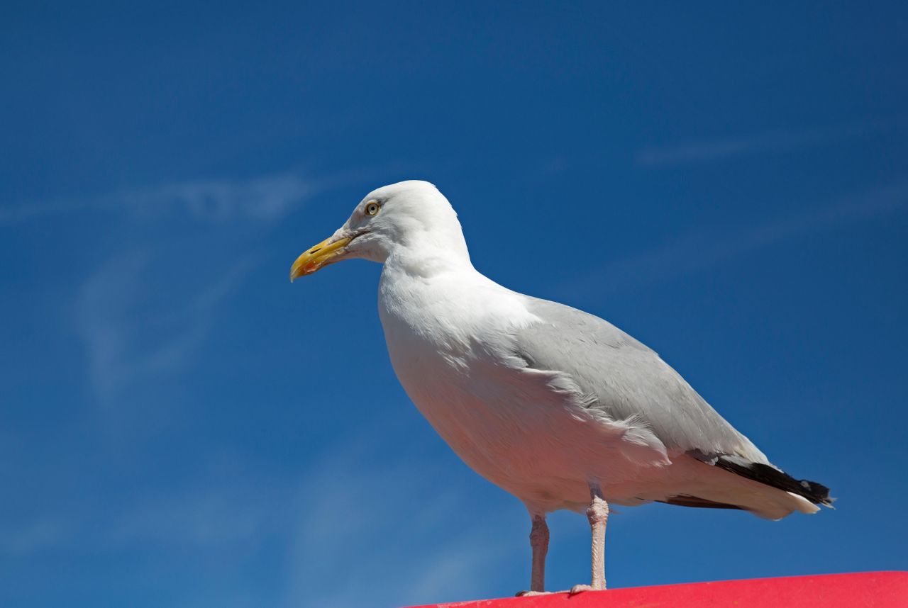 A seagull in Paignton, South Devon,