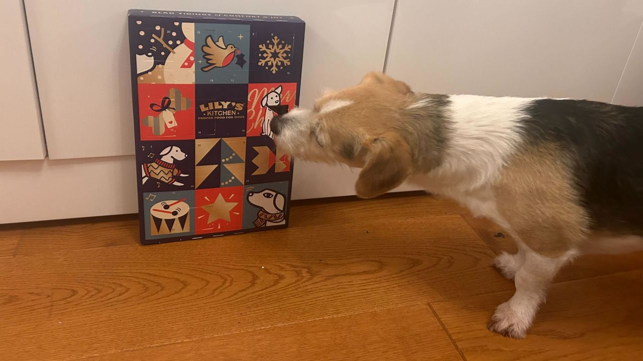 Lily's Kitchen Dog Advent Calendar