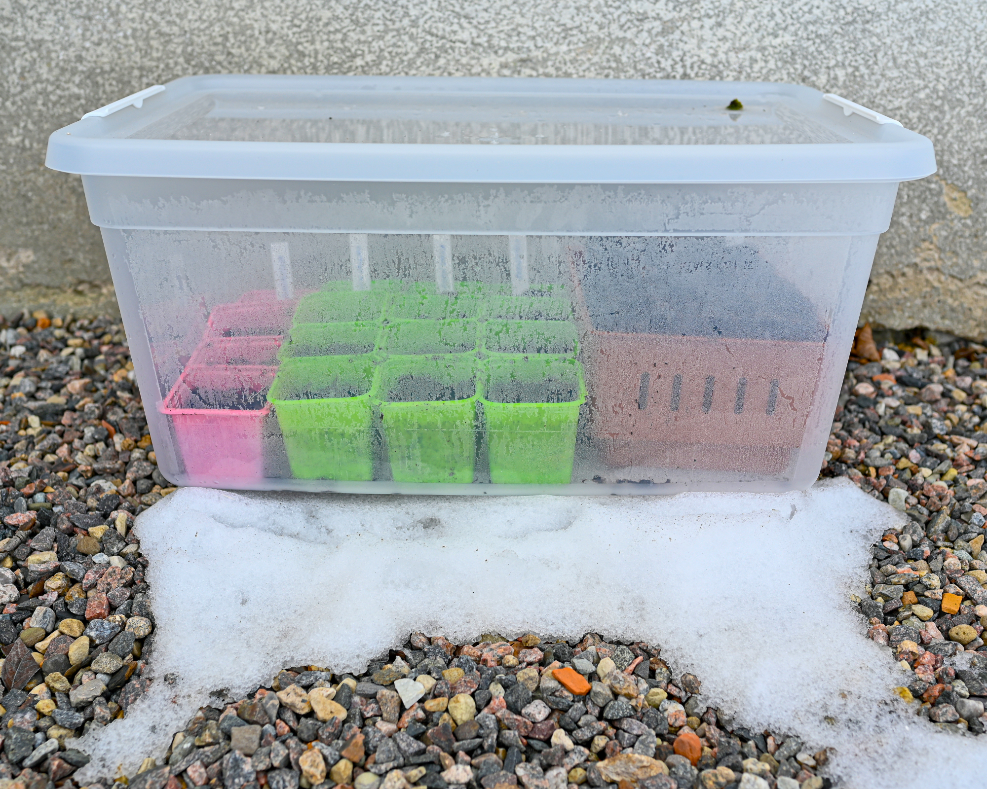 plastic tote full of seedlings in the snow