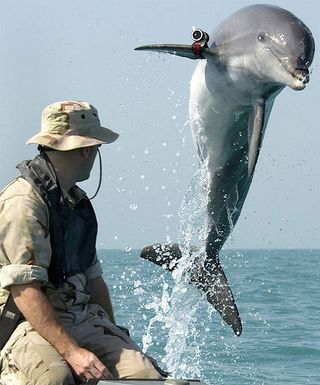 K-dog, patrol dolphin