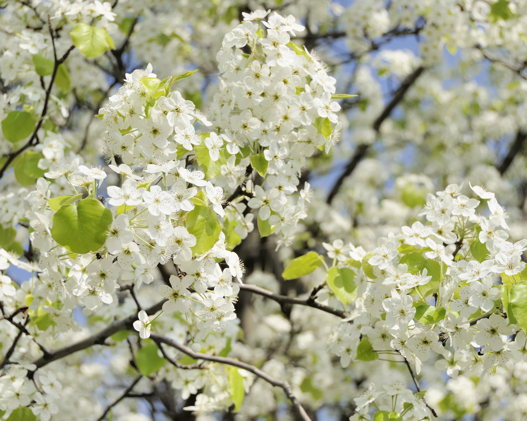 White Bradford pear tree blossoms against a blue sky