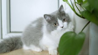 White and grey Munchkin cat