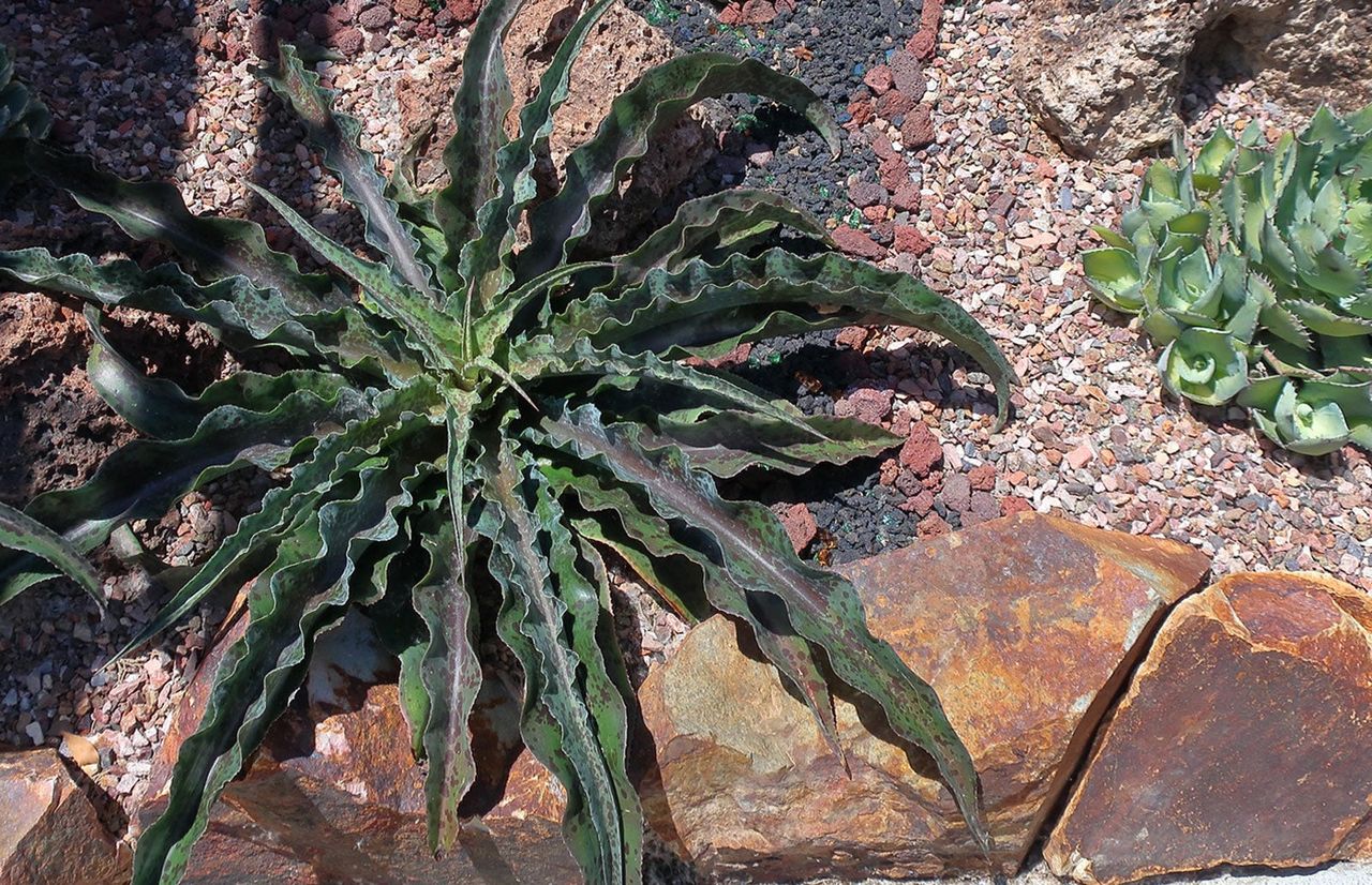 Chocolate Chip Manfreda Plant