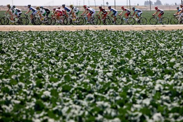 The peloton rides past fields of vegetables on stage 5