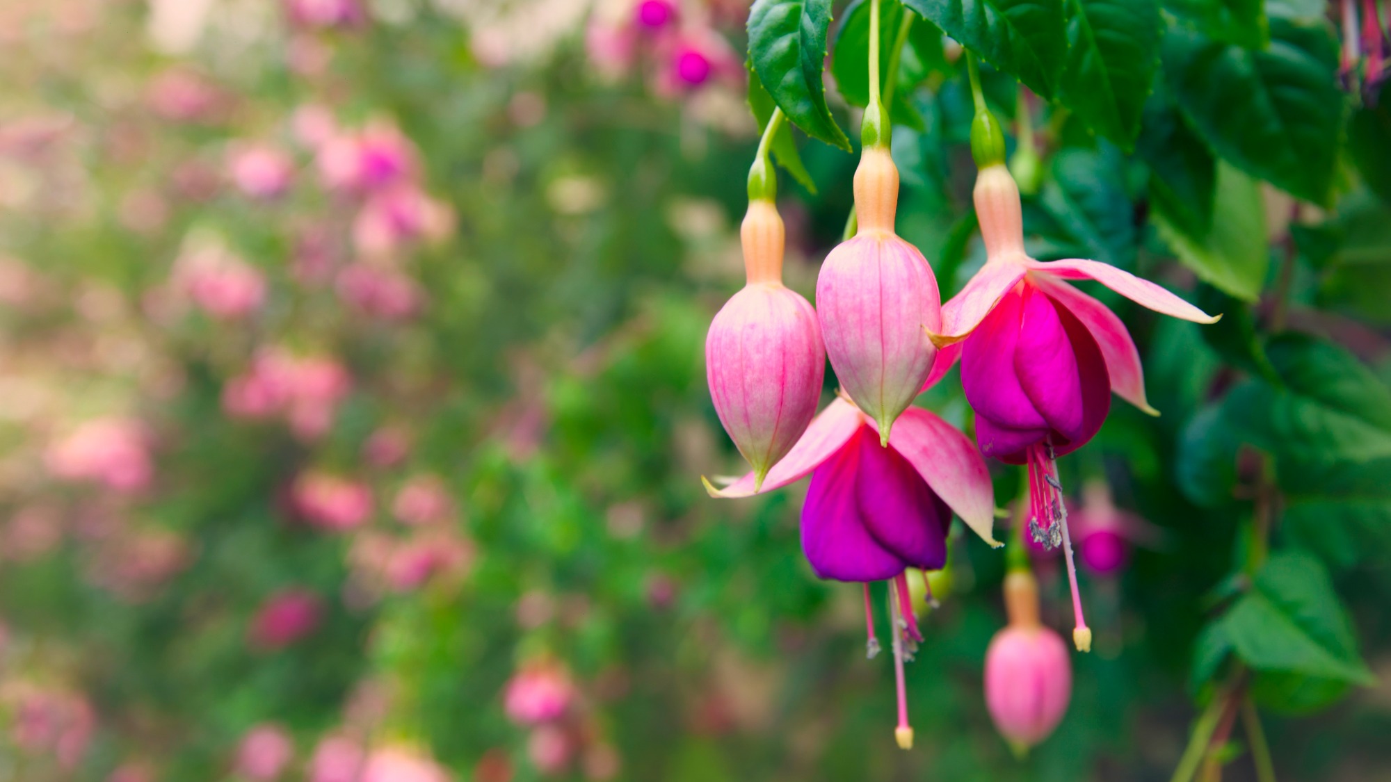 Bright fuchsia blooms
