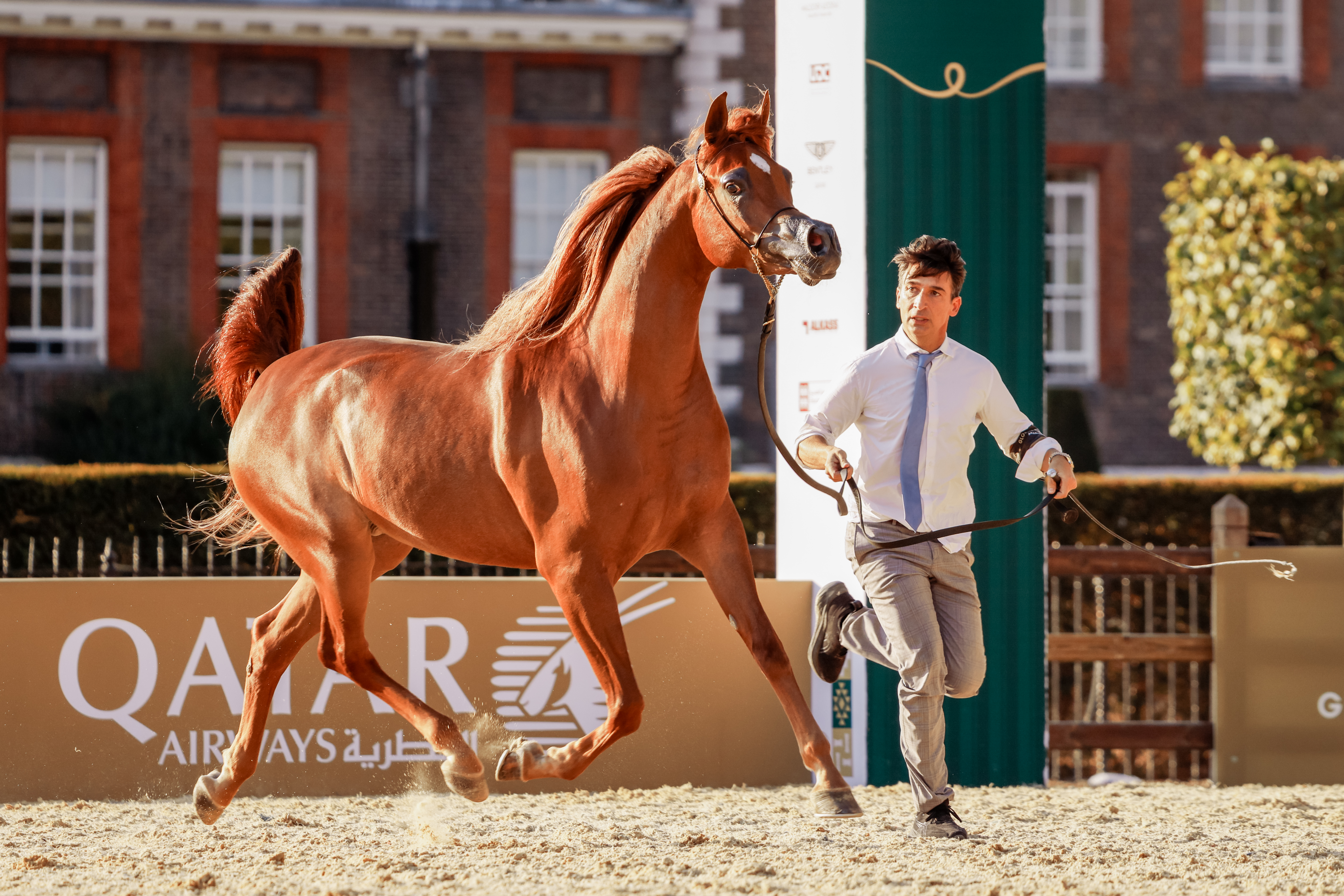 Champion junior filly D Rowa is trotting around the ring at the GCAT London