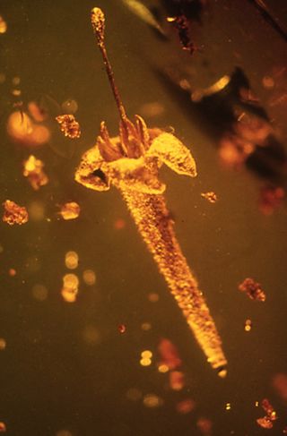 The prehistoric fossil flower Strychnos electri trapped in Dominican amber is tiny — less than 20 millimeters long.