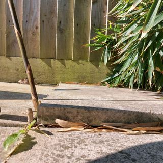 bamboo shoot growing out of patio slab, lifting the slab up as it grows