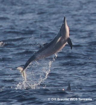 Spinner dolphin soars