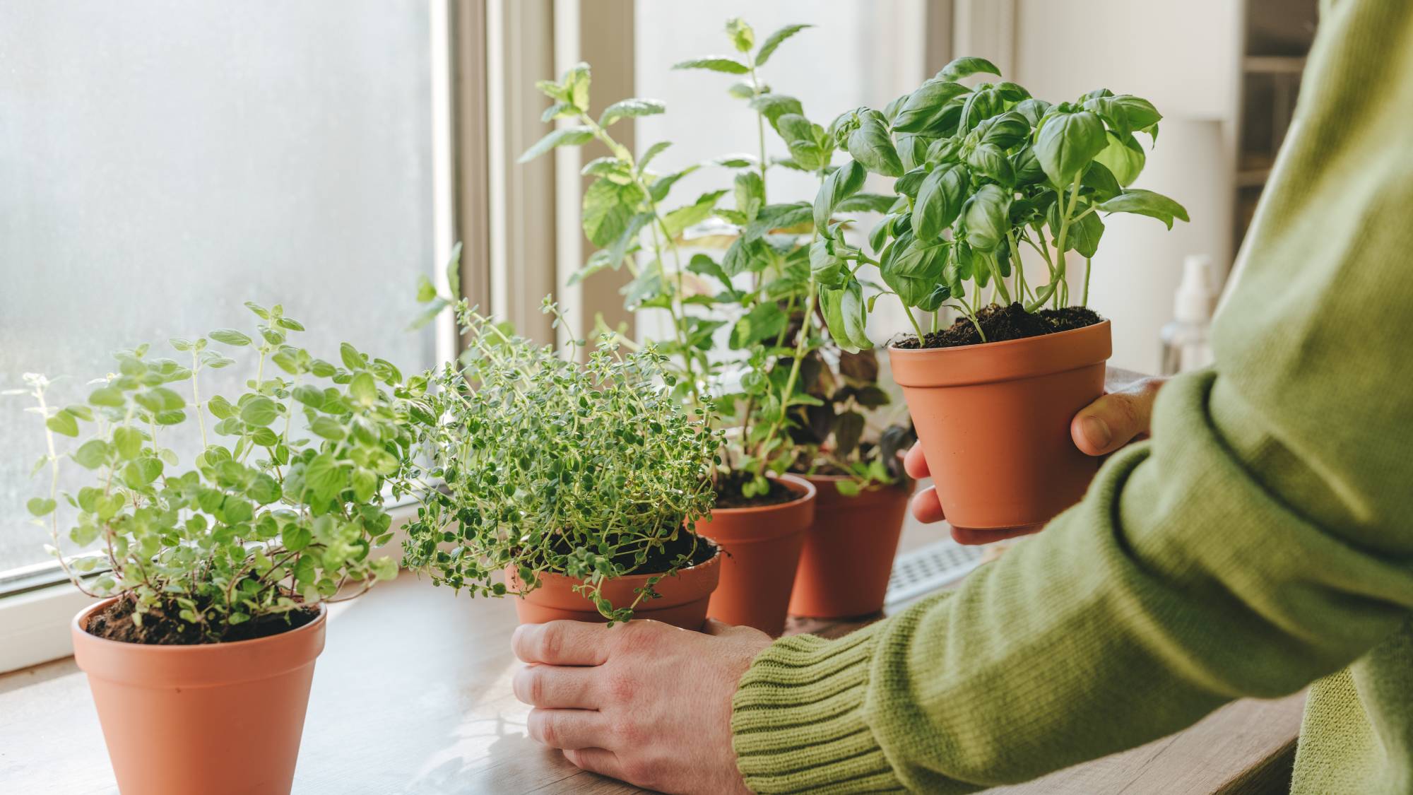 Indoor gardener moves small pots with herbs to bright window