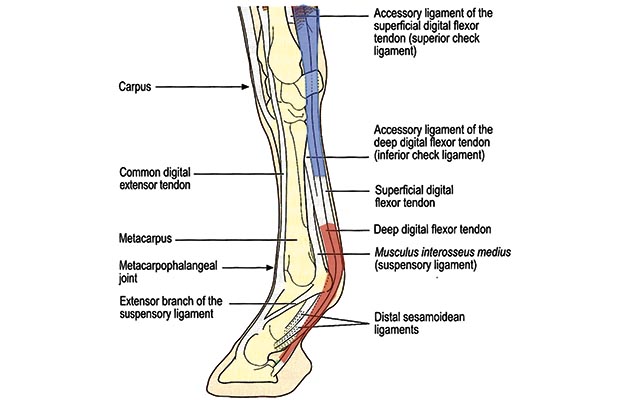 Figure 1b