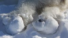 The rear paws of a sedated polar bear show how big blocks of ice and snow get stuck to them.