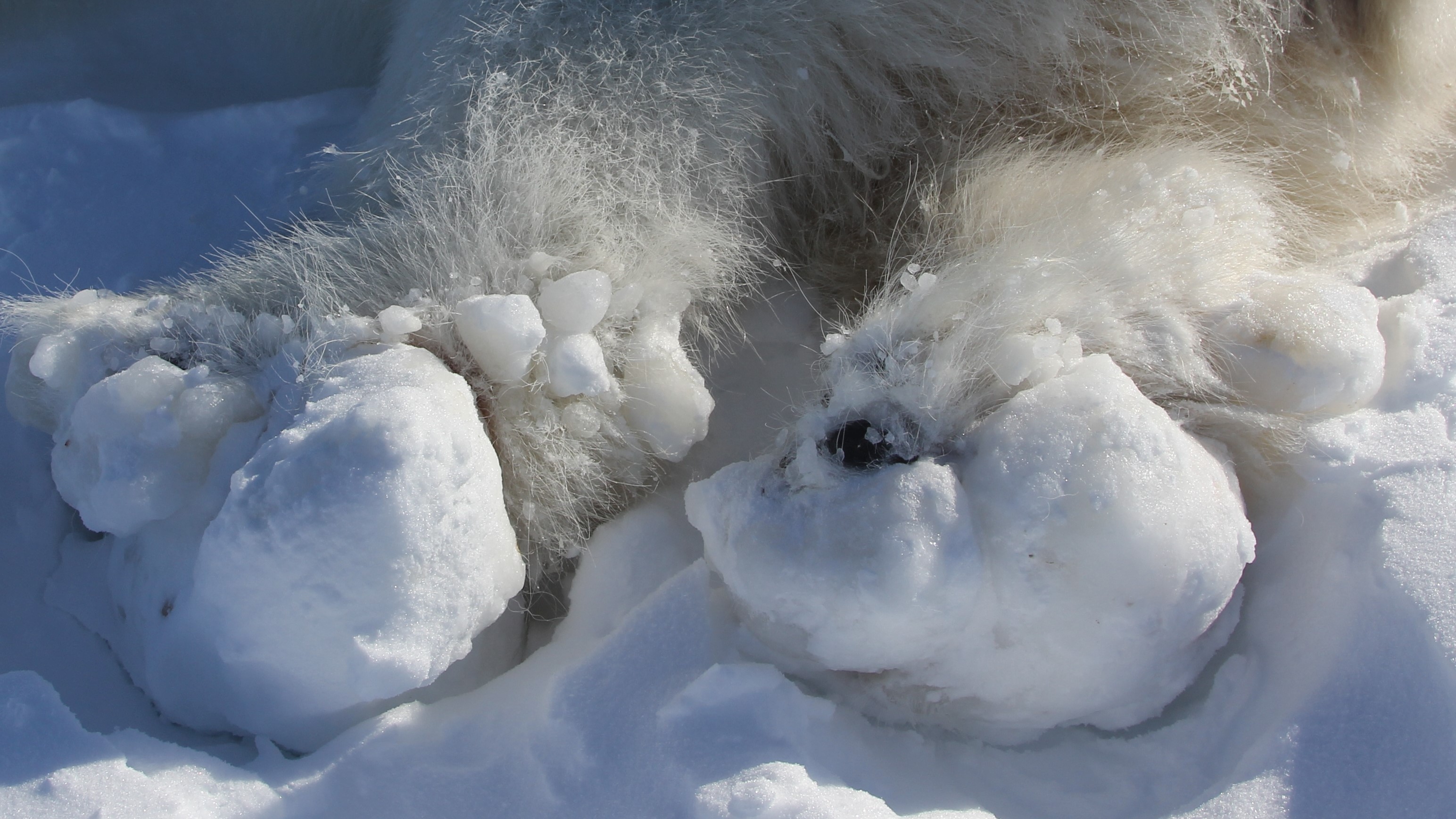 Polar bears are getting horrific injuries and huge 'ice balls' on their ...