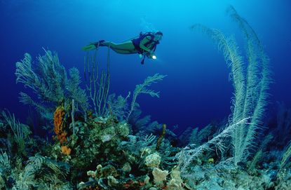 A scuba diver near a reef in Freeport