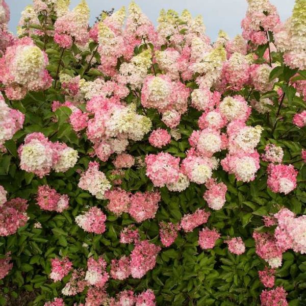 Berry White&amp;reg; Panicle Hydrangea