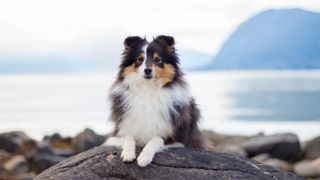 Shetland Sheepdog