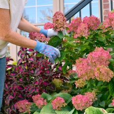 woman pruning panicle hydrangea