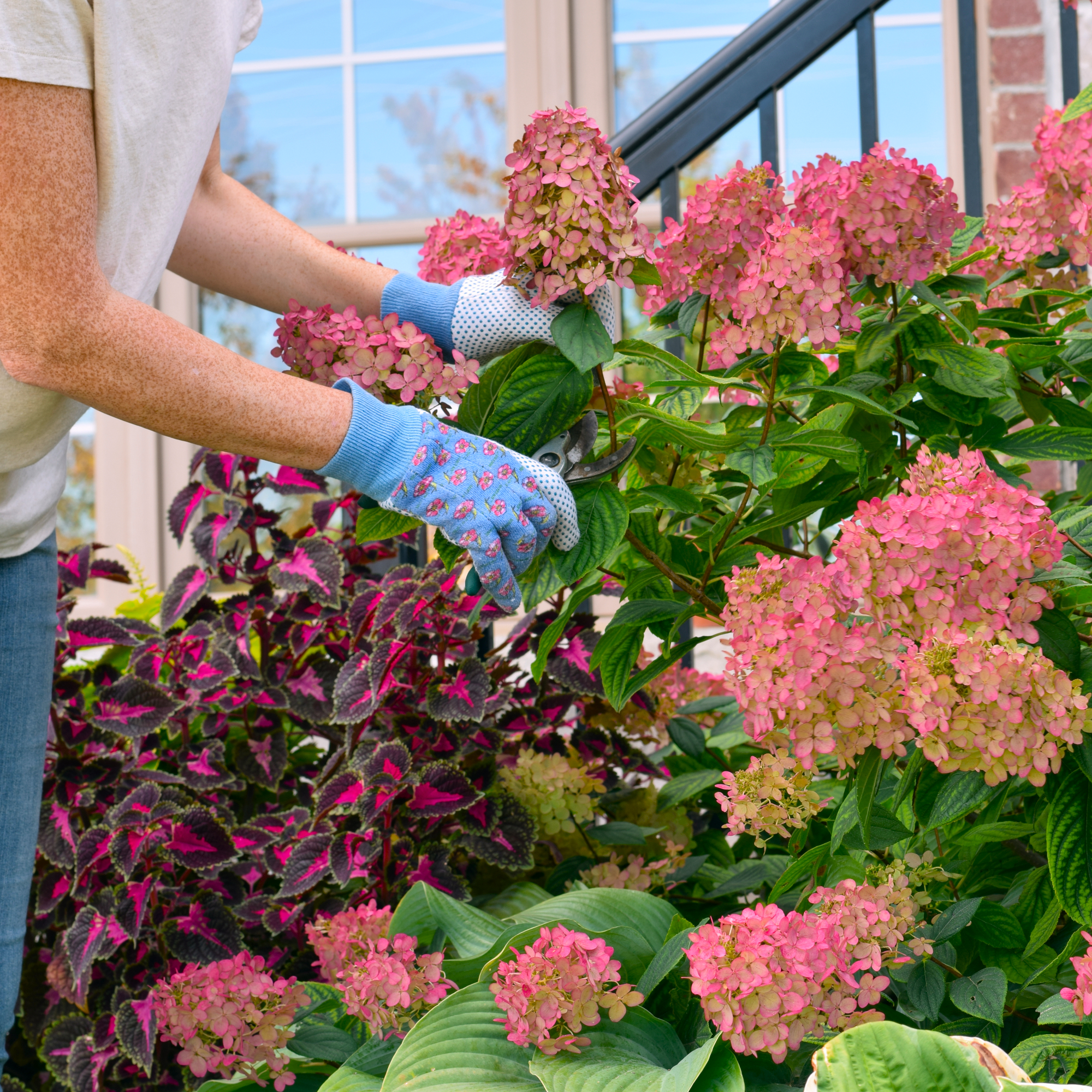 woman pruning panicle hydrangea