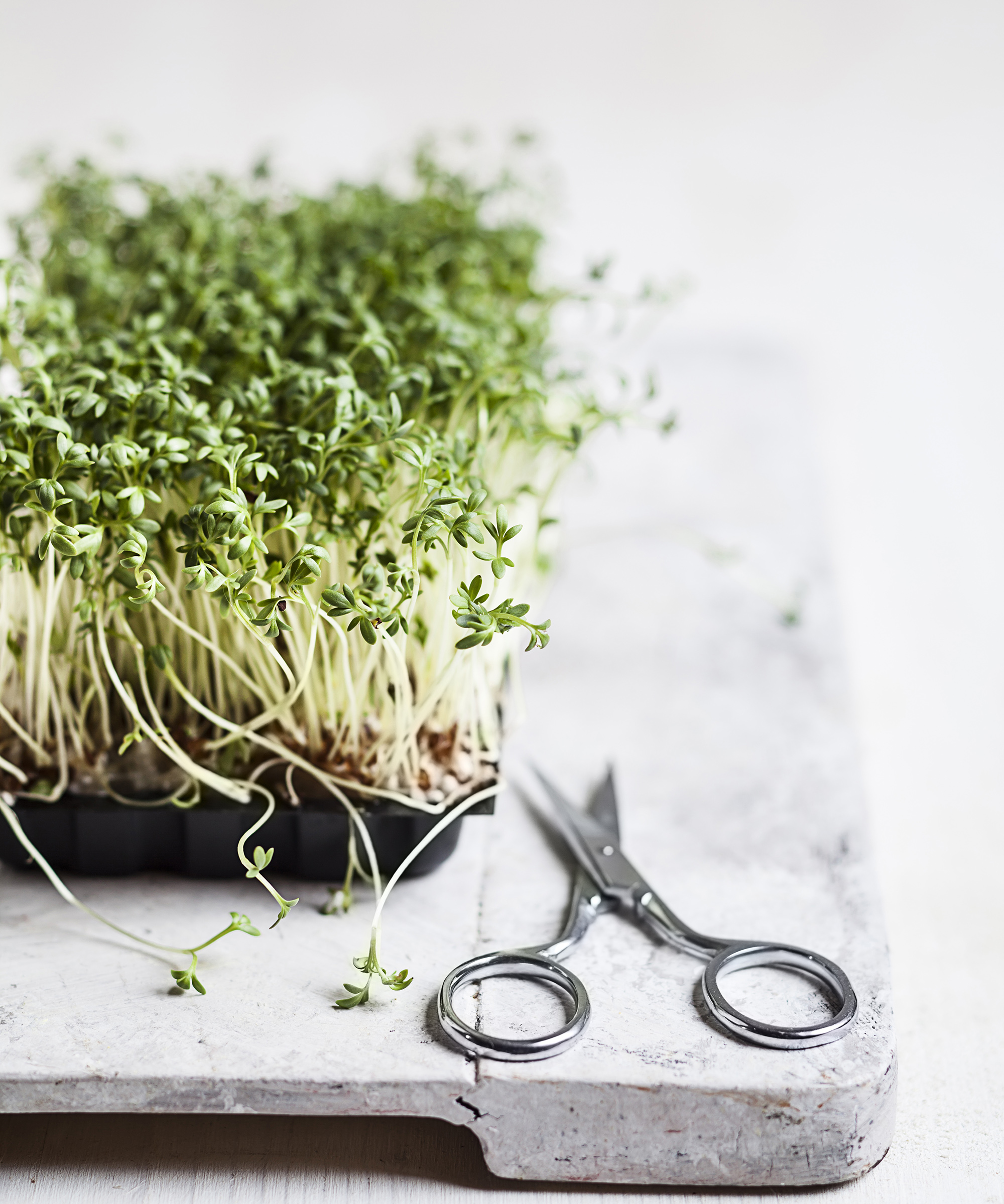Cress (Lepidum sativum) in plastic bowl on chopping board and scissors