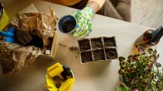 A gardener sowing seeds into pots of compost indoors