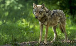 European Gray Wolf, Canis lupus lupus