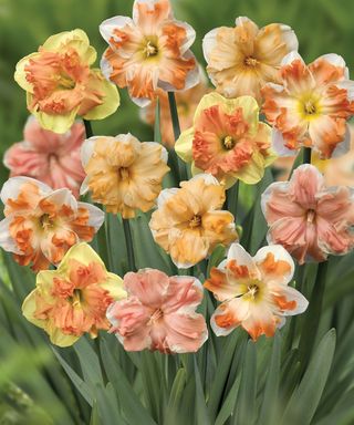 multicolored daffodils in bloom