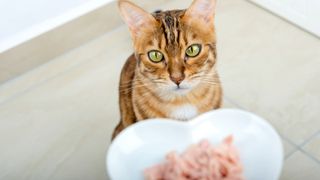 Bengal cat sitting behind a bowl of wet cat food